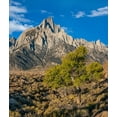 thumbnail image 2 of Fitzharris, Tim 26x30 Gold Ornate Wood Framed with Double Matting Museum Art Print Titled - Lone Pine and Cottonwood Tree-Sierra Nevada-CA, 2 of 4