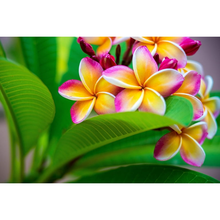 plumeria ページ Sherbet Town Plumeria aka Diamond Rainbow