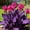 B, variant on Large Canna for Landscapes-Long Continuous Blooms-Low Maintenance-Ideal for Indoor, Plant Pots & Planters