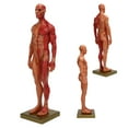 thumbnail image 4 of Musculoskeletal Structure, 11.8 X 3.1 X 3in Male Anatomical Model Whole Body  Line  For Reference Teaching Or Study To Meet Different Demands., 4 of 8