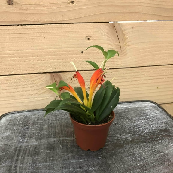 Aeschynanthus Lipstick Orange, 2" Plant, The Plant Farm
