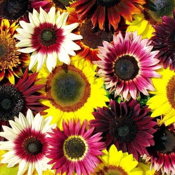 25 Sunflower Rainbow Mix Seeds