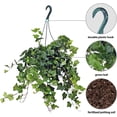 thumbnail image 2 of Live English Ivy, Hedera Helix, Ivy Houseplant, Trailing Indoor Plant, Sympathy Gift, Hanging Plant, Live Home Decor, Plant Lover Gift in 8" Hanging Basket, 2 of 5