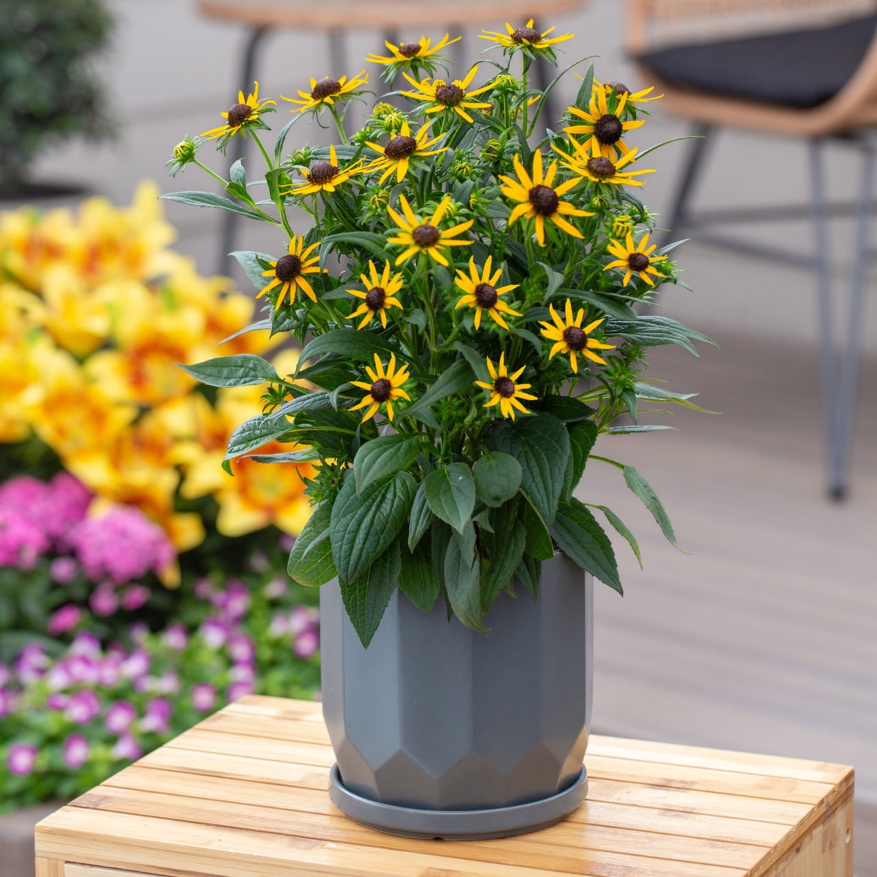 Better Homes & Gardens 2QT Yellow Rudbeckia Live Perennial Plant Sun 3-Pack