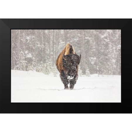 Frank, Jacob W. 14x11 Black Modern Framed Museum Art Print Titled - Bull Bison during a Snow Storm, Yellowstone National Park