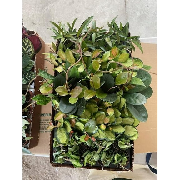 BubbleBloom Hoya Assortment Growers Choice Mix Wholesale Bulk Plants 2 inch 45-Pack