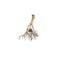 thumbnail image 1 of Zoo Med 977026 Racine de Mangrove Talawa de 30 Po - Extra Large, 1 of 1
