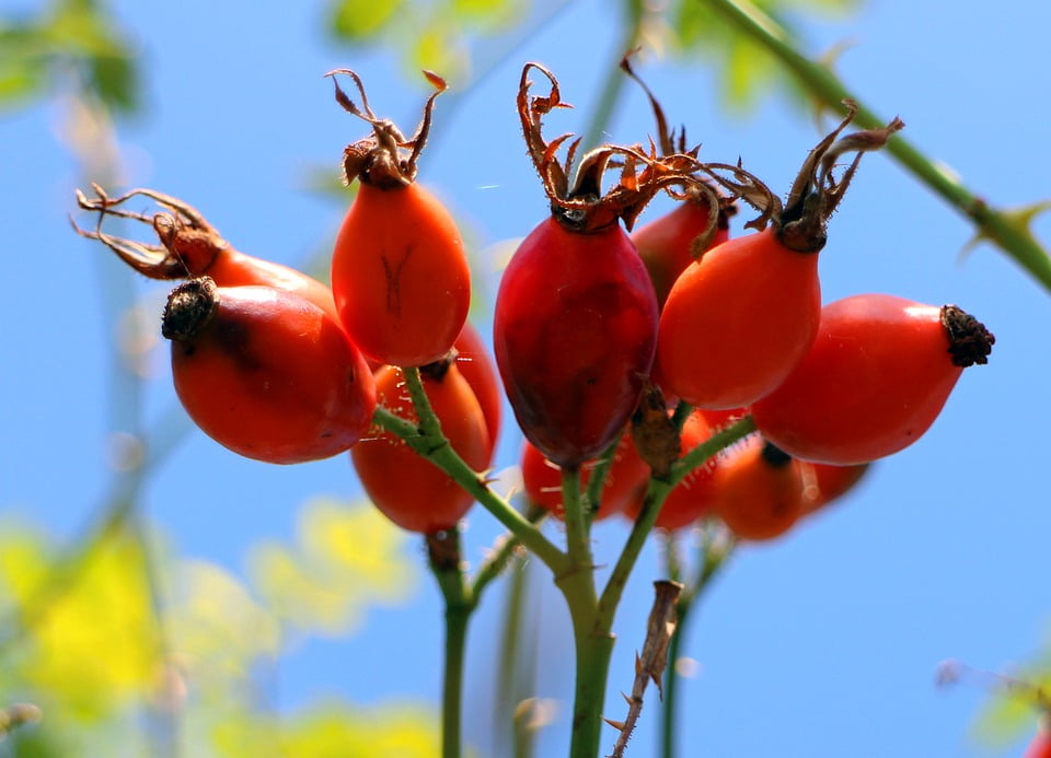 Red Nature Canina Fruit Wild Rose Rose Hip Plant20 Inch