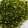 thumbnail image 4 of Foliage Model Scenic Material Trees Model DIY Props #H H, 4 of 10