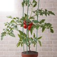 thumbnail image 2 of Tomato Cage Garden Trellis Indoor Plant Trellis Plants Climbing Frame Vegetable Trellis Garden Trellis, 2 of 3