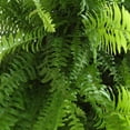 thumbnail image 3 of 2-Pack Of Live Boston Fern Tropical Plants 20-24 in Wide in 10in Hanging Basket by United Nursery, 3 of 11