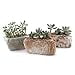 thumbnail image 3 of T4U 5.5 Inch Ceramic Succulent Pot Planter with Drainage Hole Set of 3, Stone Shape Rectangle Window Box Cactus Plant Containers Gift for Mom Sister Aunt Best for Home Office Table Desk Decoration, 3 of 4