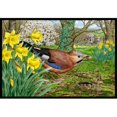 thumbnail image 1 of Carolines Treasures ASA2176JMAT Tapis Intérieur Ou Extérieur Jay&44; 24 x 36, 1 of 4