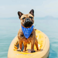thumbnail image 4 of Perro Frío Collar Hielo Perro Capucha Perro Frío Perro Capucha Relax Azul Perro Collar Perro Gato Collar MFZFUKR CPB-US-YY101-2, 4 of 5
