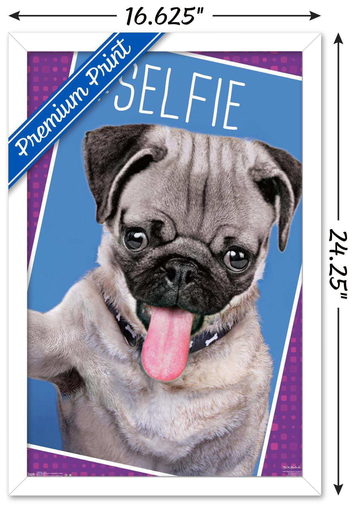 Keith Kimberlin - Kittens - Pug - Selfie Wall Poster, 14.725" x 22.375", Framed
