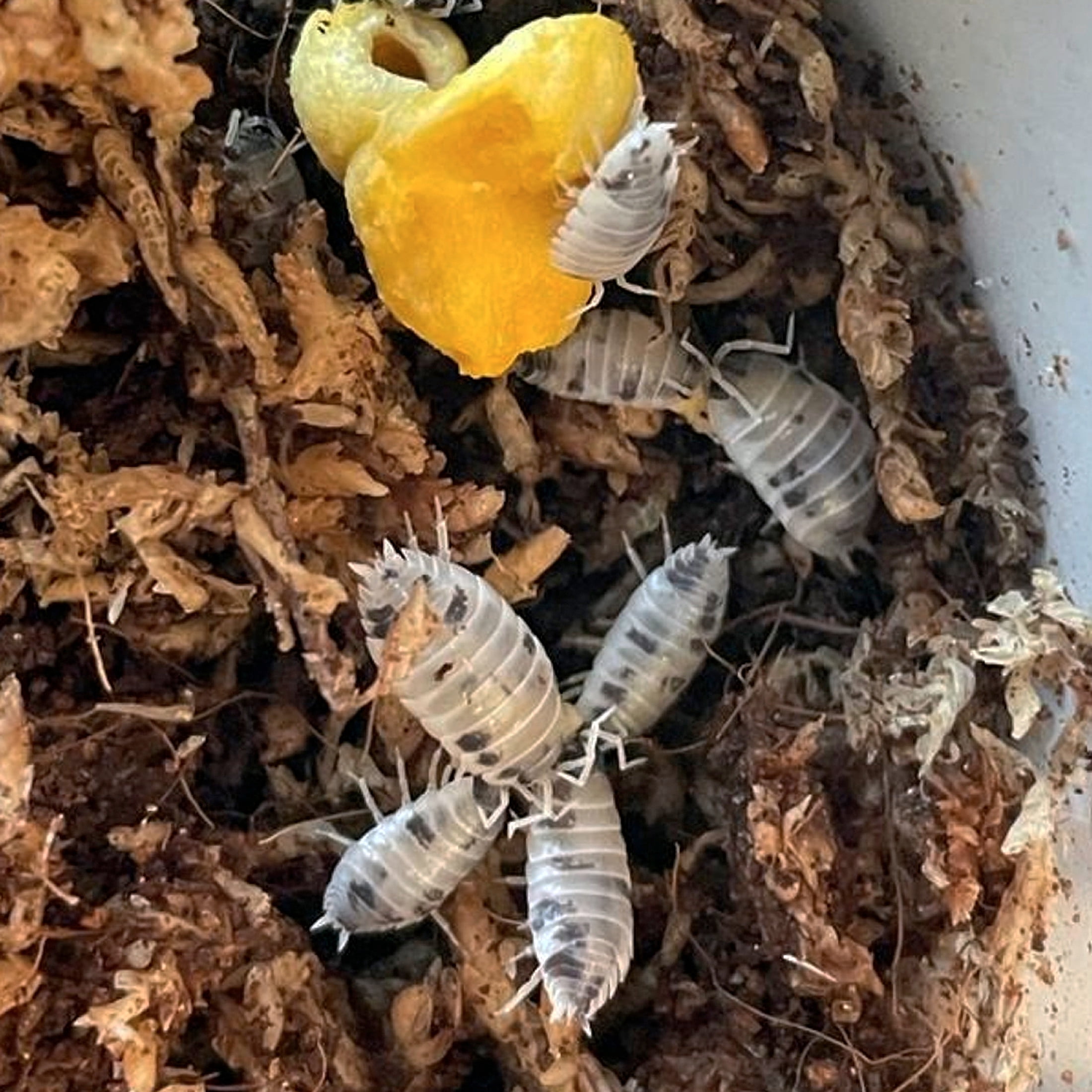 ReptiCulture Dairy Cow Isopod 10 ct