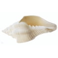 thumbnail image 3 of Beautiful White Indian Chank Shell - "The Divine Conch" (5-6") Beach Wedding Centerpiece - Planting - Nautical Decor, 3 of 7