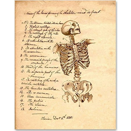 Skeleton - Names of Bones - 11x14 Unframed Art Print - Great Gift for Medical and Nursing (Best Name For A Skeleton)