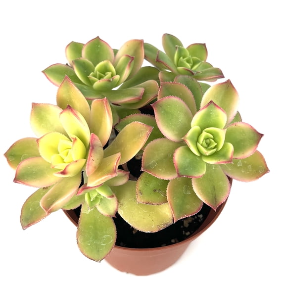 Green Yellow Red Aeonium Kiwi Cluster Live Plants in 4 inch Pot, Cluster, Great for Landscaping, Rock Gardens, or Window Plants