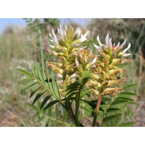 50 AMERICAN LICORICE Glycyrrhiza Lepidota aka Wild Licorice Native Herb White Flower Seeds