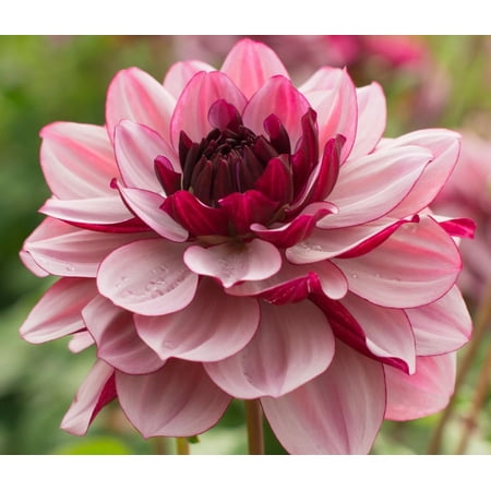 Blue Buddha Farm: Creme de Cassis Decorative Dahlia - Easy to Grow Indoor or Outdoor Perennial Plant