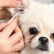 thumbnail image 5 of Toallitas de limpieza suaves para mascotas, quitamanchas para gatos, toallitas Oreja 150 piezas Yuyangstore Toallitas de limpieza para mascotas, 5 of 8