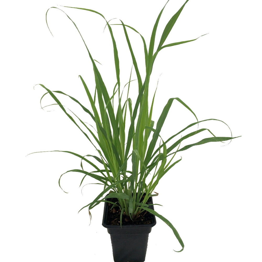 Ohio Grown Lemon Grass Plant Cymbopogon Also Repels Mosquitos 4