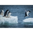 thumbnail image 2 of wall26 - Adelie Penguin Jumping Between Two ice floes - Removable Wall Mural | Self-Adhesive Large Wallpaper - 66x96 inches, 2 of 6