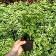 thumbnail image 4 of Seedling Block Peat Planting Block for Hydroponics Soilless Plants Germination 50 Pcs, 4 of 7