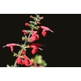 thumbnail image 3 of Scarlet Sage Seeds/ Perennial/ Full Sun/ 20K Seeds 1 oz/ Zellajake Farm and Garden - B134, 3 of 5