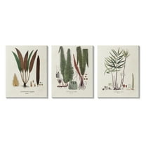 Stupell Industries Vintage Botanical Studies Botanical & Floral Painting Gallery Wrapped Canvas Art Print Wall Art, 24 x 30, Set of 3
