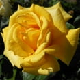 thumbnail image 2 of Heirloom Roses - First Impression Floribunda Rose Bush - Yellow Roses Flowers, 2 of 5