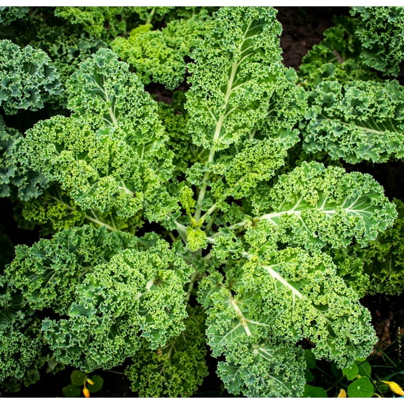 Dwarf Vates Curly Green Kale Curled Broccoli Premium Seeds Packet