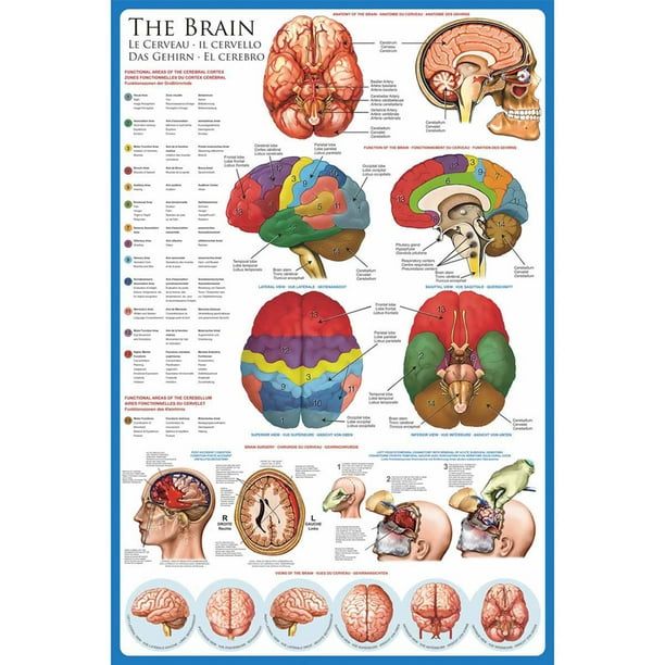 EuroGraphics l'Affiche du Cerveau, 36 x 24 Pouces