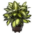 thumbnail image 1 of Triple Golden Dieffenbachia w/Wood Vase, 1 of 5