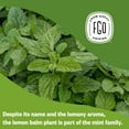thumbnail image 2 of FGO Lemon Balm Tea, Organic, Eco-Conscious Tea Bags (100 Count), 2 of 5