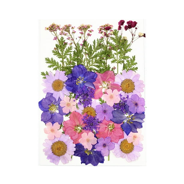 Billuyoard Conjunto de flores secas para decoración de álbumes de recortes Decoración del hogar Tipo 14 Billuyoard HA062478-14B