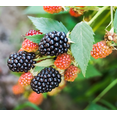 thumbnail image 5 of Set 2 Osage Blackberry Plants Live for Planting, Blackberries Plants Fruit Bushes Outdoor Garden 4 to 6 Inch Tall, 5 of 6