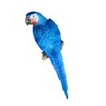 thumbnail image 1 of 20 realistas grandes loros realistas ornamentos de pájaros de resina modelo animal estatuas diy césped escultura árbol decoración color / c 38cm azul, 1 of 6