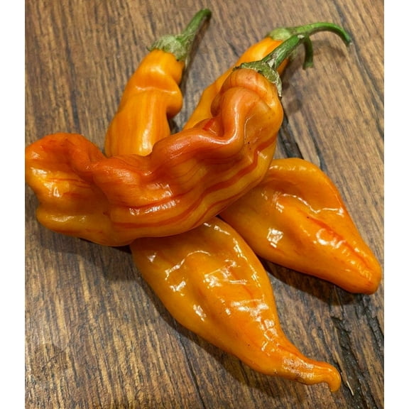 Striped Sugar Rush Bacon Malawi Piquante Heirloom Pepper Premium Seeds Packet