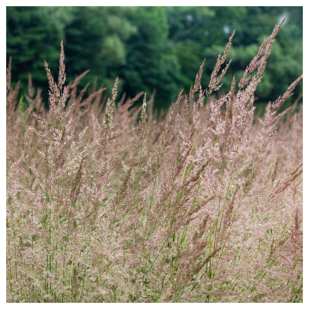 Everwilde Farms - 1 oz Blue Joint Grass Native Grass Seeds - Gold Vault Bulk Seed Packet