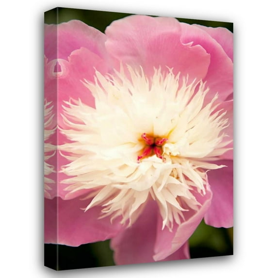 Karyn Millet 28x40 Gallery Wrapped Canvas Wall Art Titled - Pink and White Peony I
