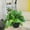 Golden Pothos, variant on Expert Gardener Golden Pothos Basket, Easy Care Houseplant, 6 in Hanger Basket, Indirect to Full Sun