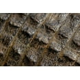 thumbnail image 2 of Jones, Adam 18x13 White Modern Wood Framed Museum Art Print Titled - American alligator scale pattern close-up-Myakka River State Park-Florida, 2 of 4
