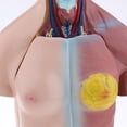 thumbnail image 4 of Herramienta De Enseñanza Médica De La Anatomía Modelo Anatómica Del Cuerpo  Del Torso De Los 45cm, Coleccionable Macarena Herramienta de enseñanza, 4 of 8
