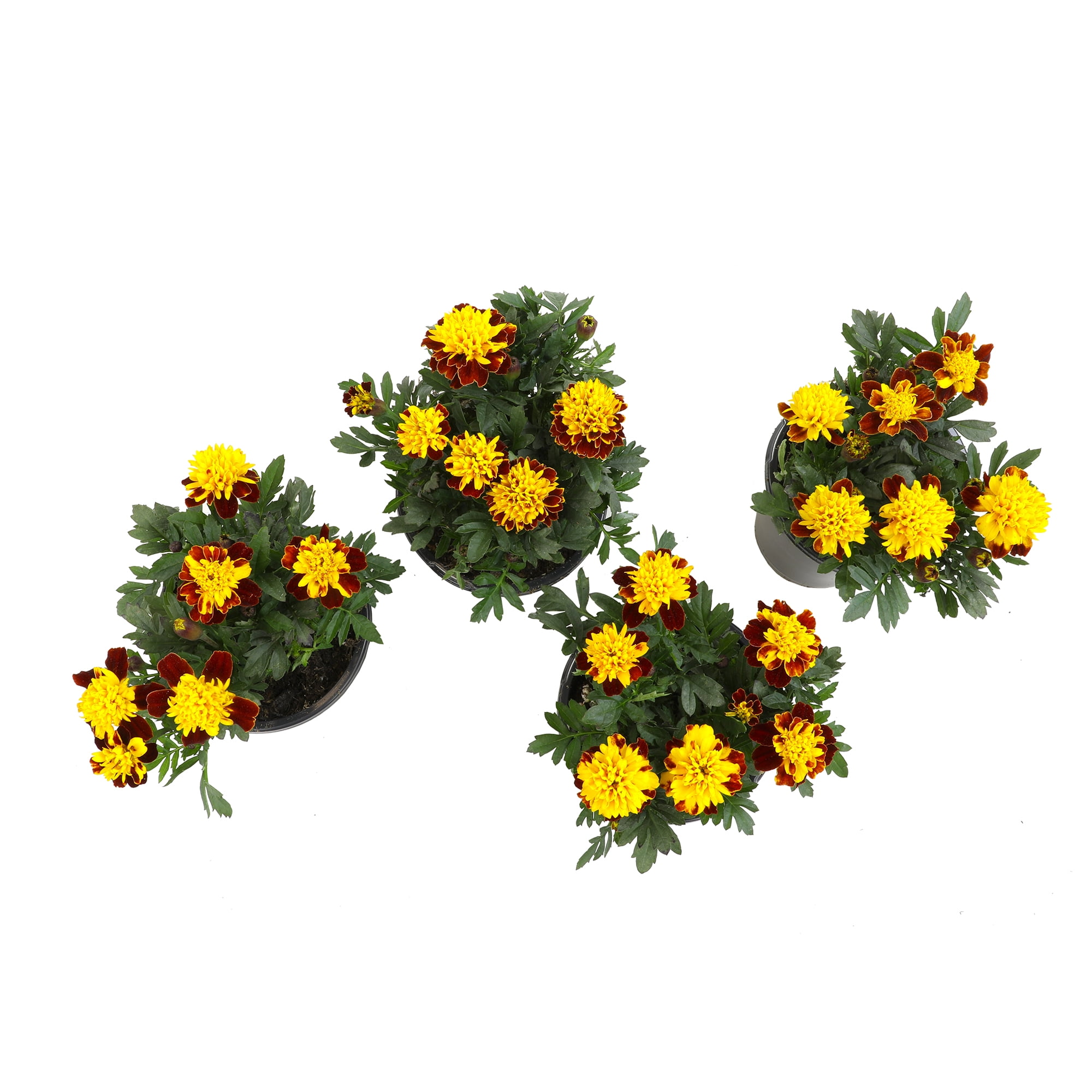 Altman Plants Red French Marigold 4-Pack, Marigolds, Spring Flowers, 4" Pots, Annuals, Full Sun