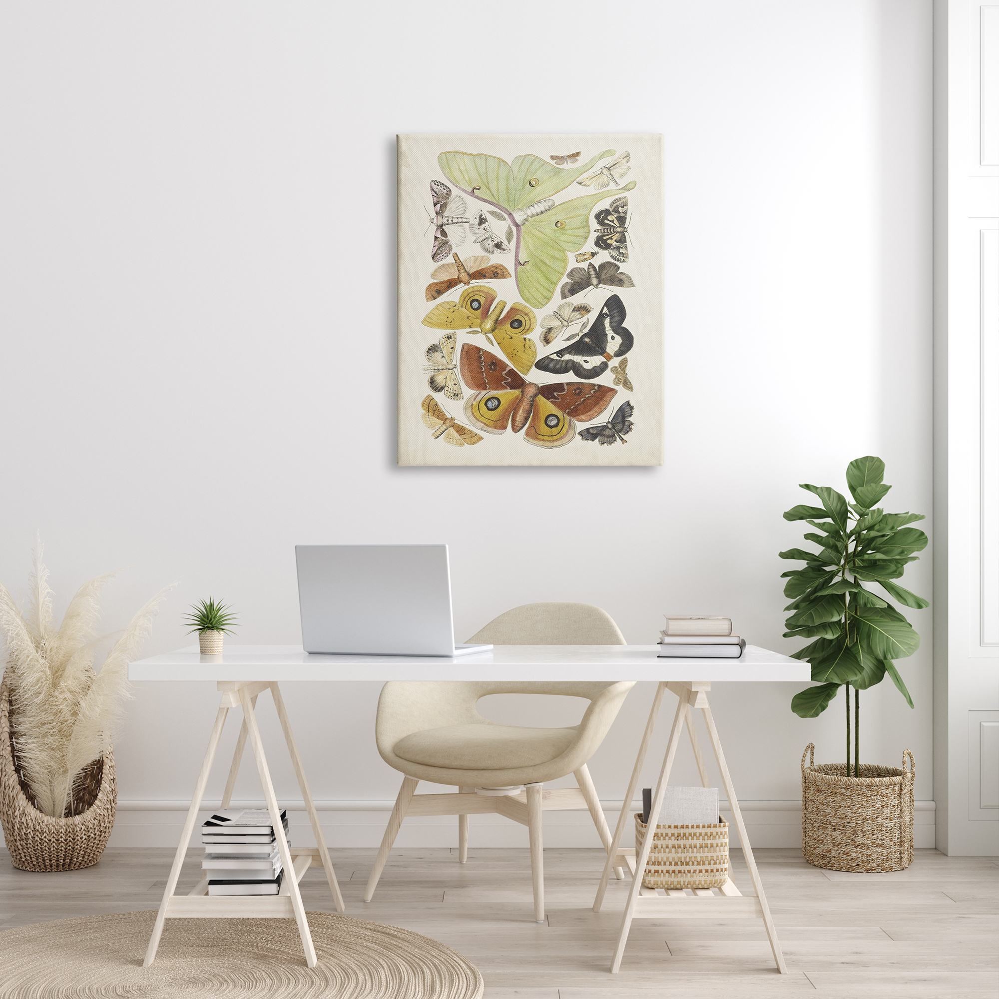 Stupell Industries Various Moth Species Insect Patterns Graphic Art Gallery Wrapped Canvas Print Wall Art, Design by World Art Group