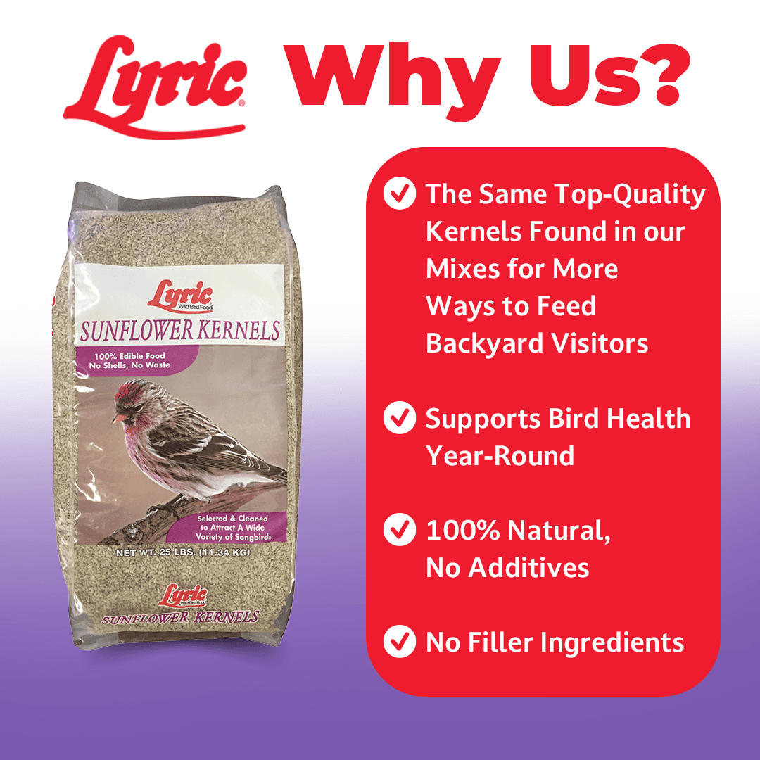 Lyric Sunflower Kernels Wild Bird Seed No Waste Bird Food - Attracts Finches & More - 10 lb. (Pack of 2-5 lb. Bags)