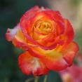 thumbnail image 5 of Heirloom Roses Rose Bush - Tequila Sunrise Shrub , Live Rose Plant, 5 of 7