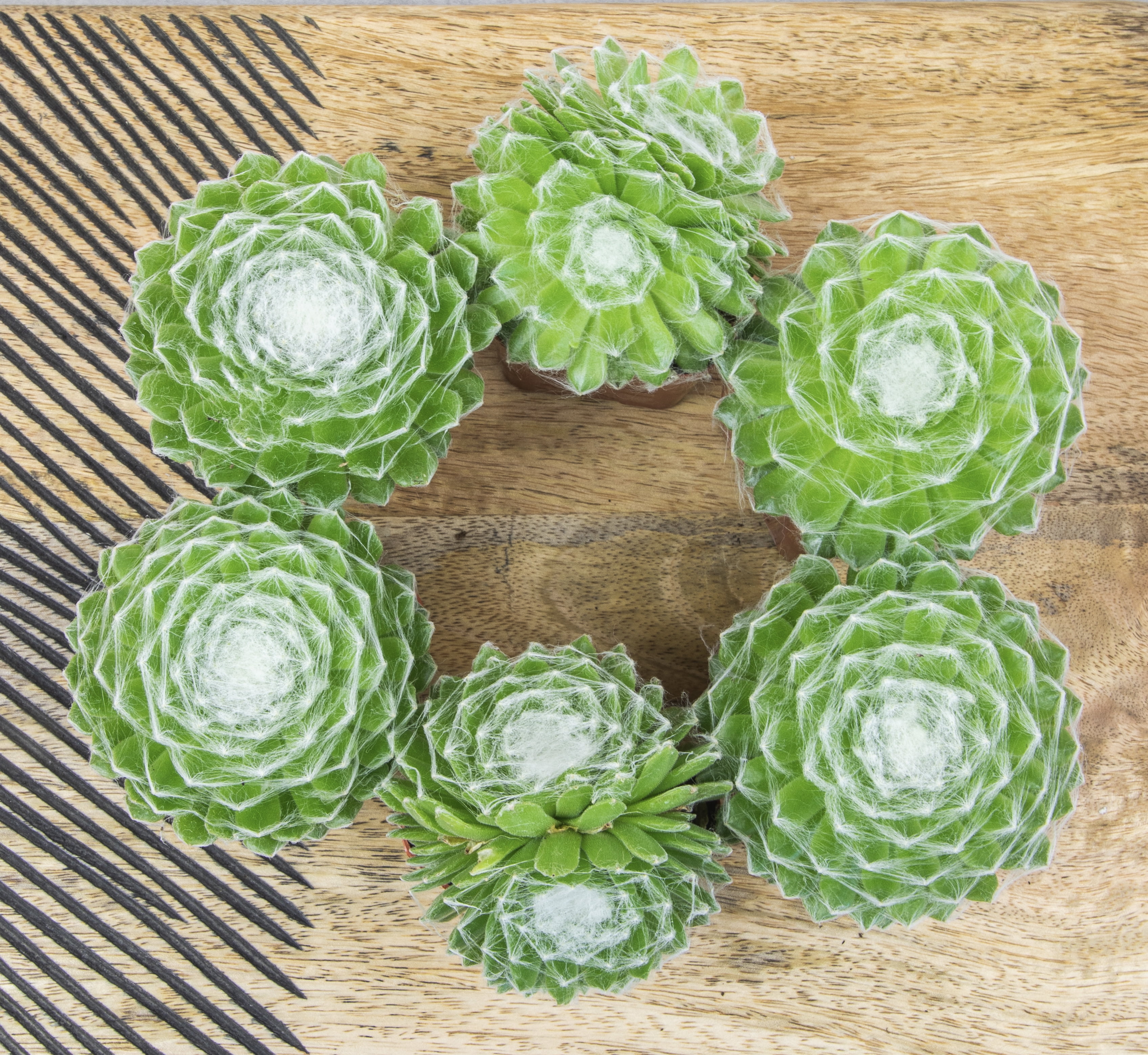 Altman Plants Pet Friendly Succulents (5 + 1 Free) Green Cobweb Sempervivum - 2 in Pots